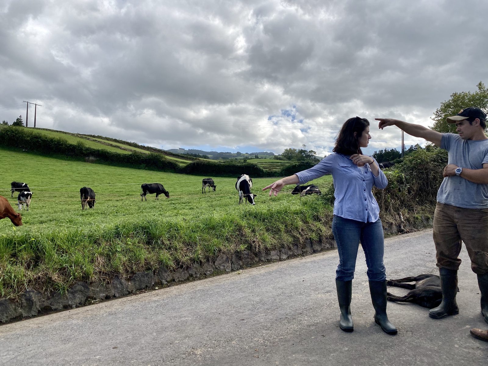 Two people standing on a narrow road in wellies, pointing at cows grazing in the field beside them