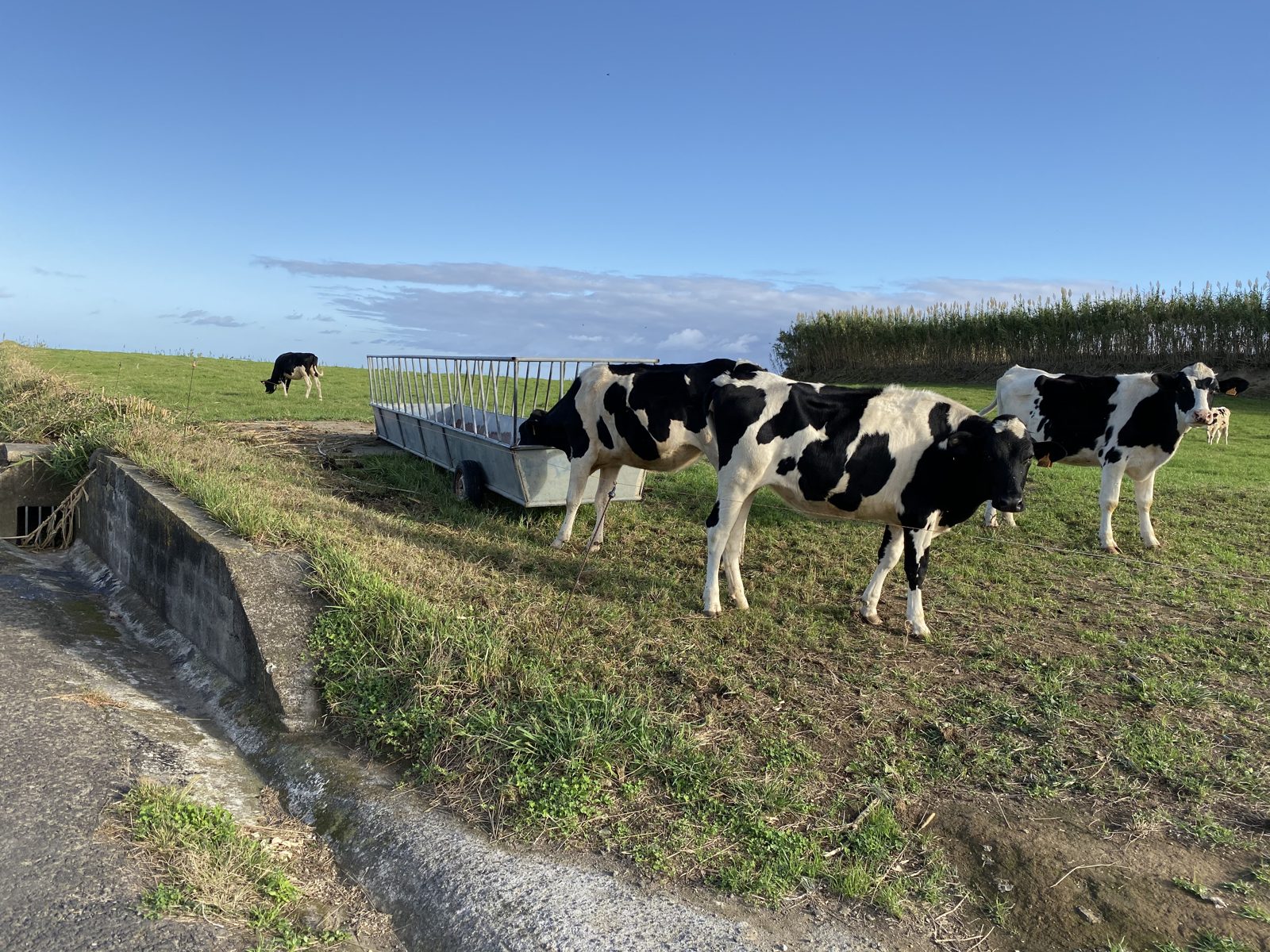 Black and white dairy cows in a green field beside a hedge under a wide blue sky