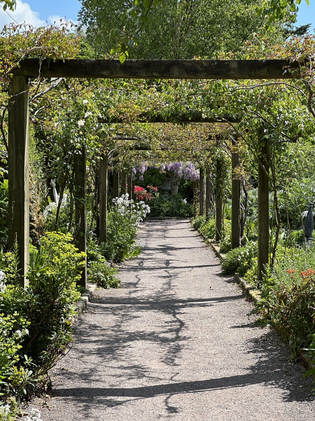 A long pergola walk, timber beams overgrown with climbers, flowers along both sides