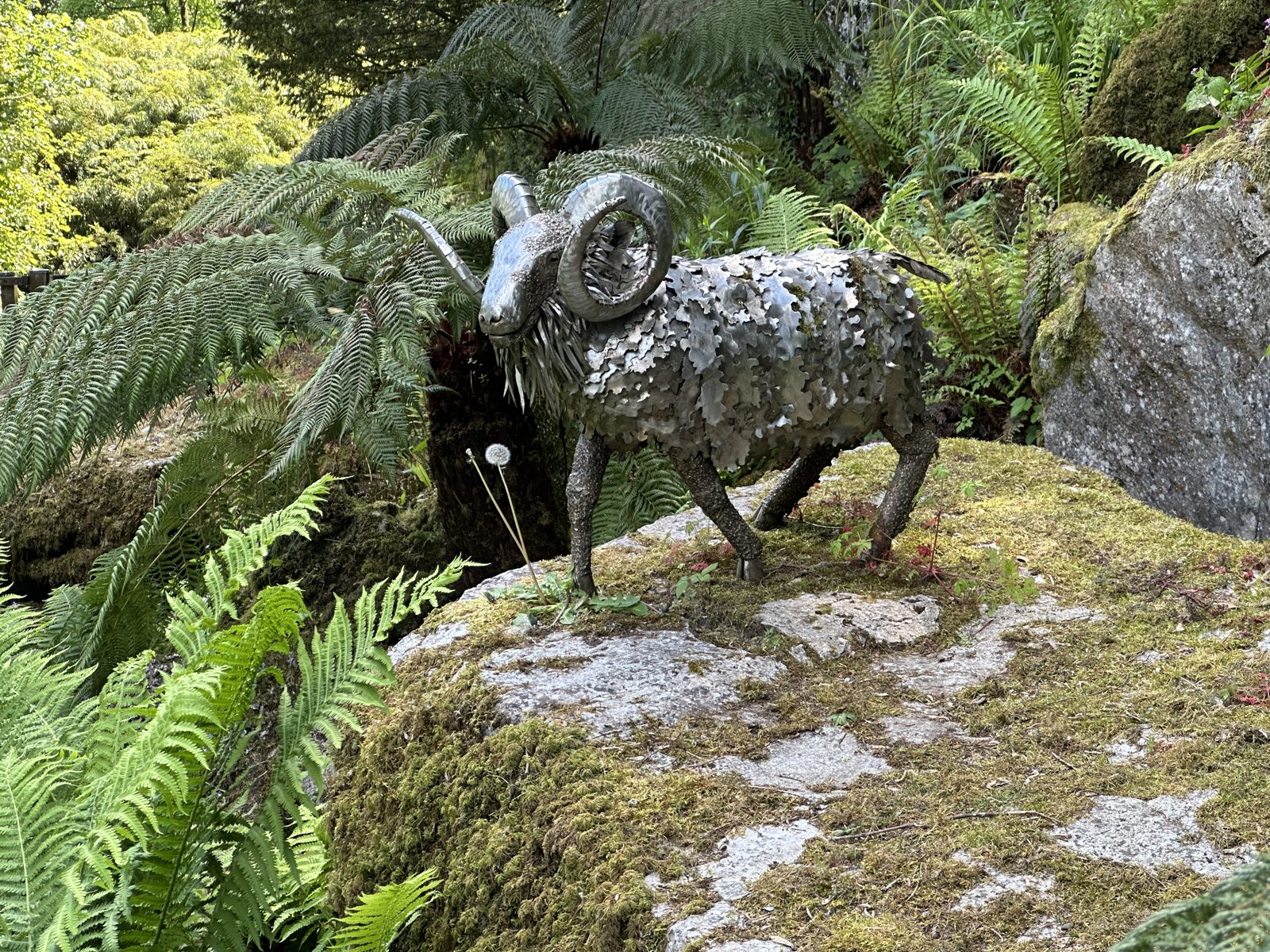 A life sized ram made of welded metal plates standing on a mossy rock among tree ferns