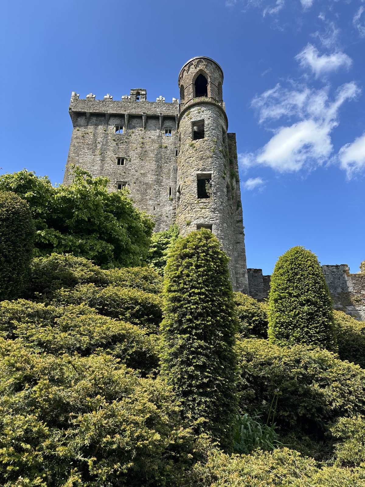 The castle tower against a blue sky, with clipped yew hedges below the round turret