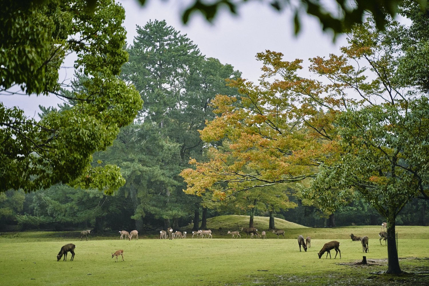 A photograph of Nara