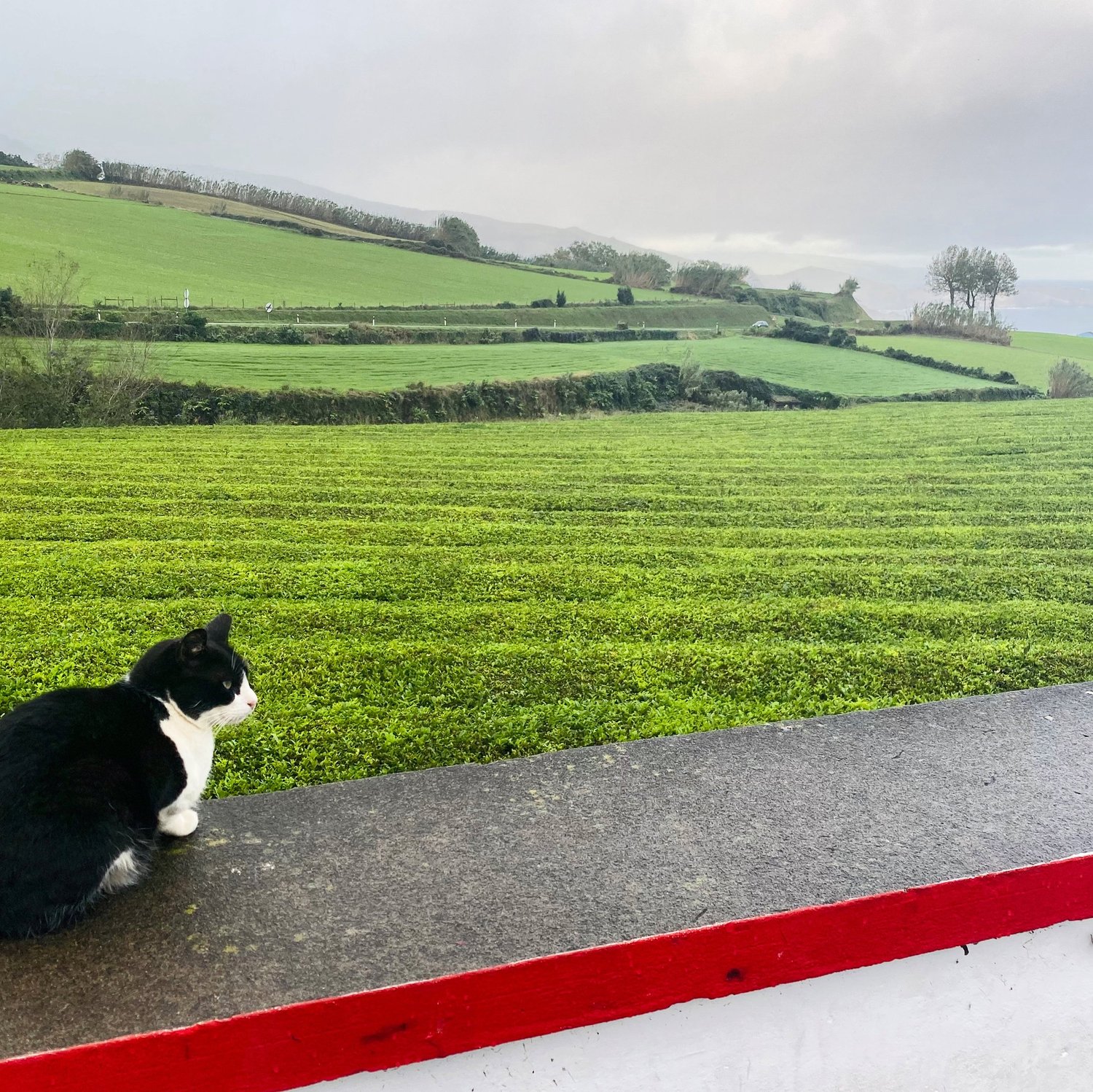 A black and white cat resting on a low wall above the bright green tea terraces of Cha Gorreana on Sao Miguel