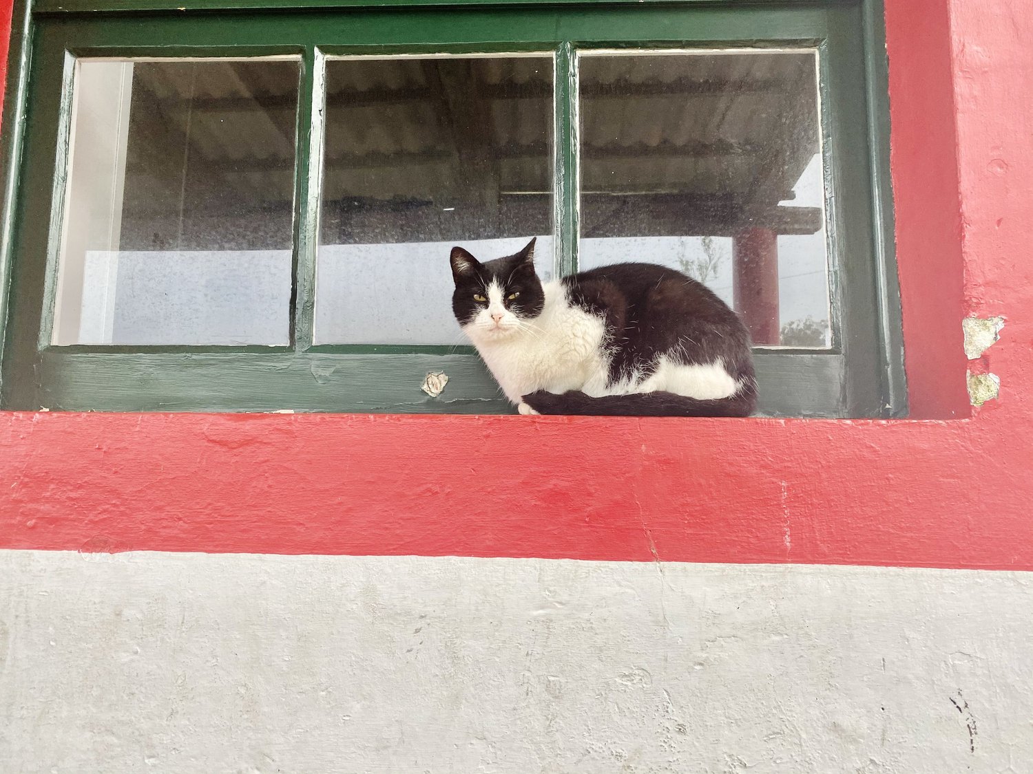 A black and white cat curled on the green window ledge of the red and white tea factory building