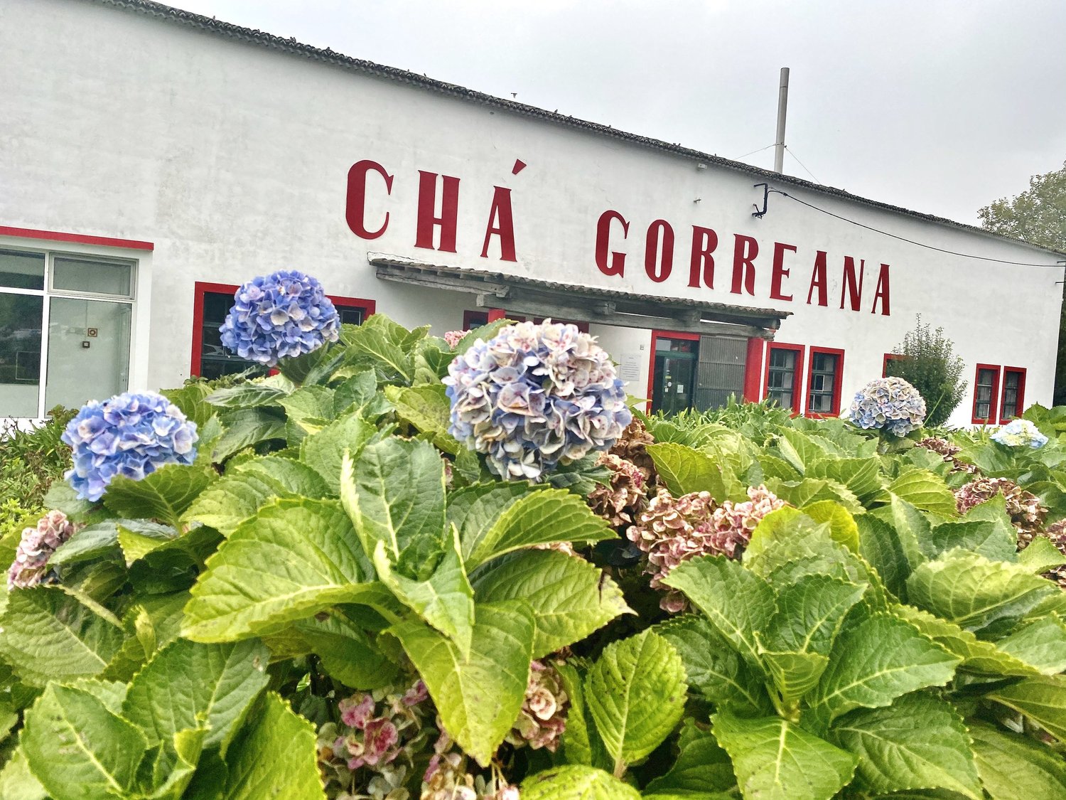 The Cha Gorreana tea factory, its white wall painted with tall red lettering, behind a bank of blue hydrangeas
