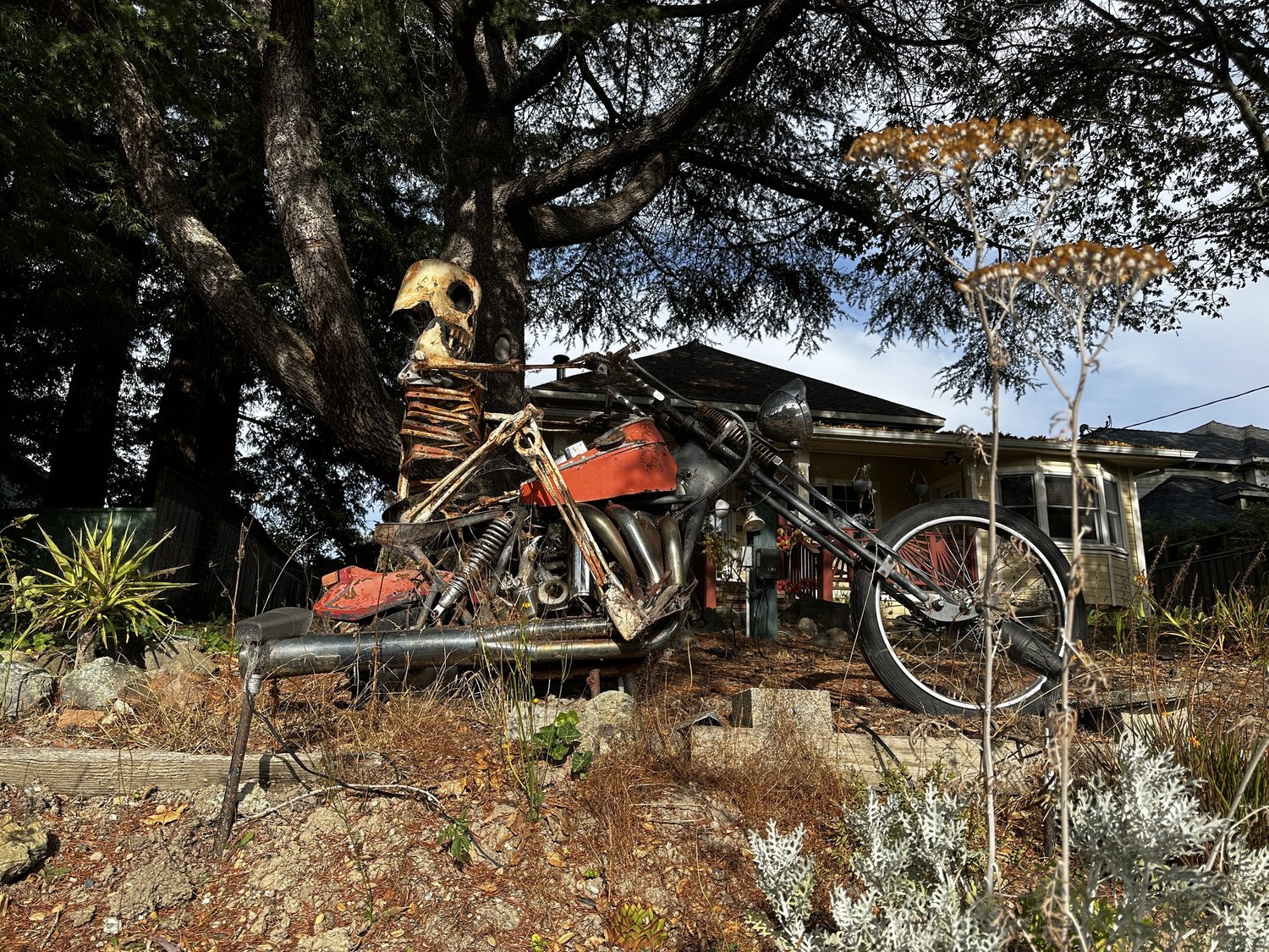 A skeleton riding a scrap metal chopper motorcycle beneath a large tree on a front lawn