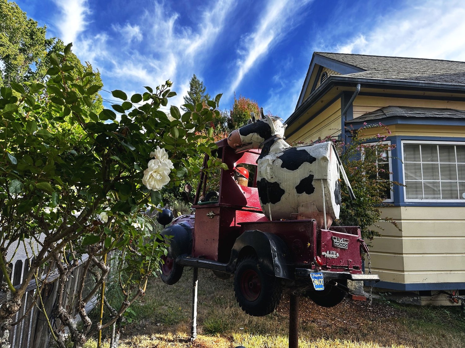 A cow driving a red pickup truck sculpture, mounted on posts in a front garden beside a yellow house