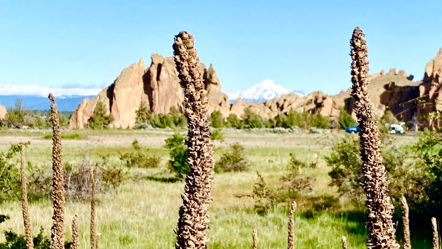 Tall dried mullein stalks in the foreground with the tan spires of Smith Rock and a snow capped peak beyond