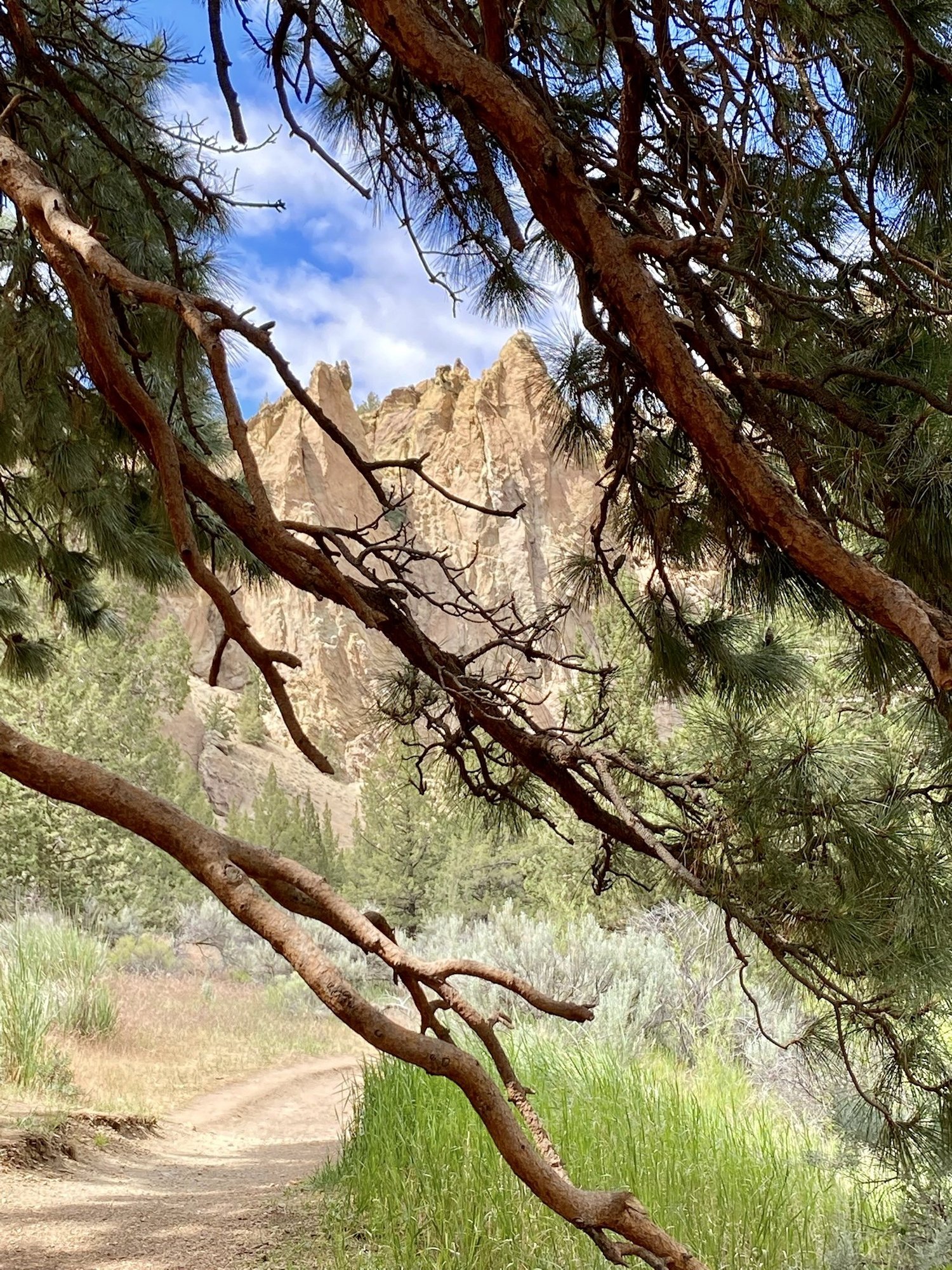 The rock spires of Smith Rock framed by the branches of a ponderosa pine above a dirt trail