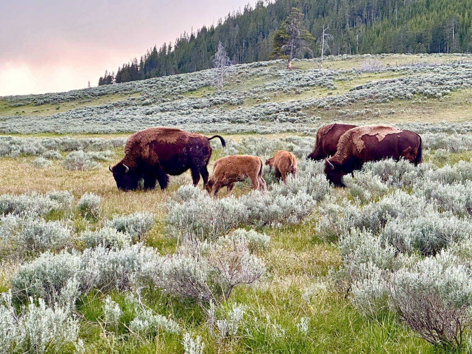 A bison family grazing in silver sagebrush, two orange calves alongside the adults