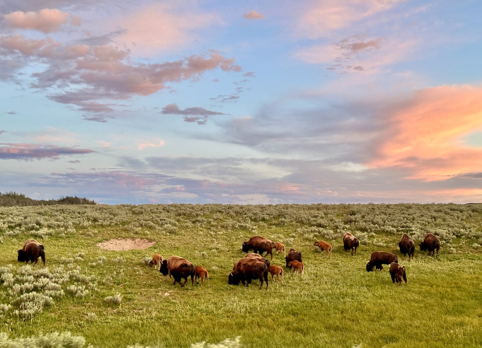 A herd of bison spread across a green meadow under pink evening clouds