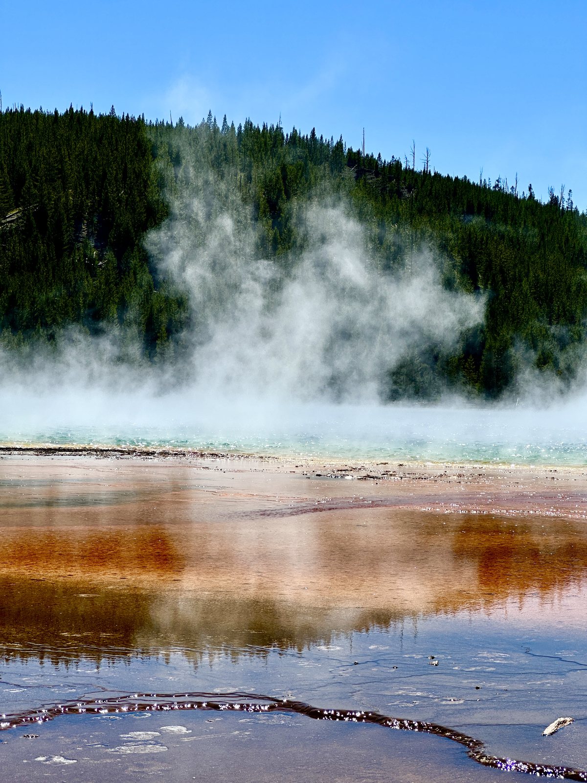 Steam drifting off Grand Prismatic Spring, with orange bacterial mats in the foreground and pines behind