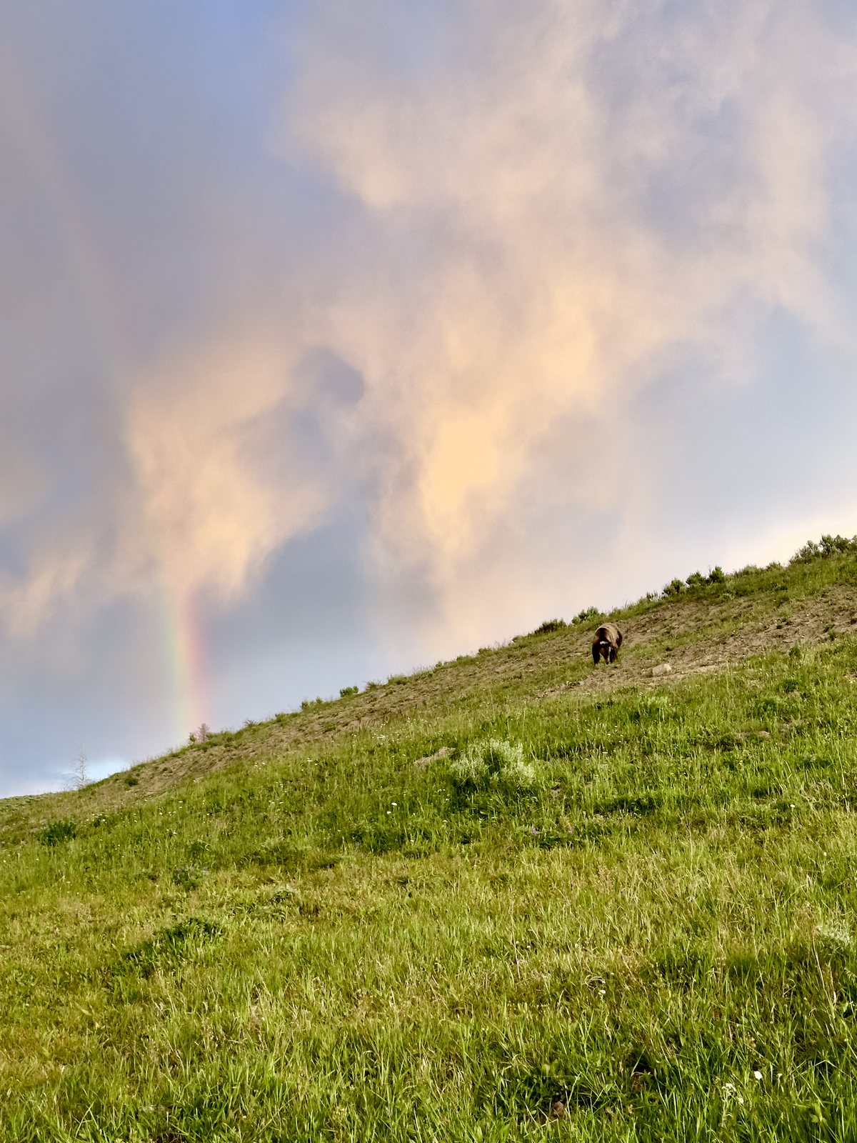 A grizzly bear grazing along a green hillside with a rainbow falling through the clouds behind