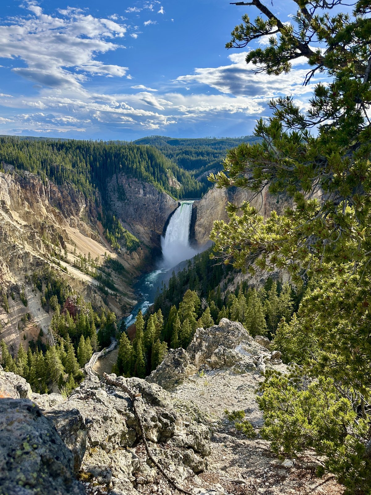 Lower Falls dropping into the Grand Canyon of the Yellowstone, framed by pines