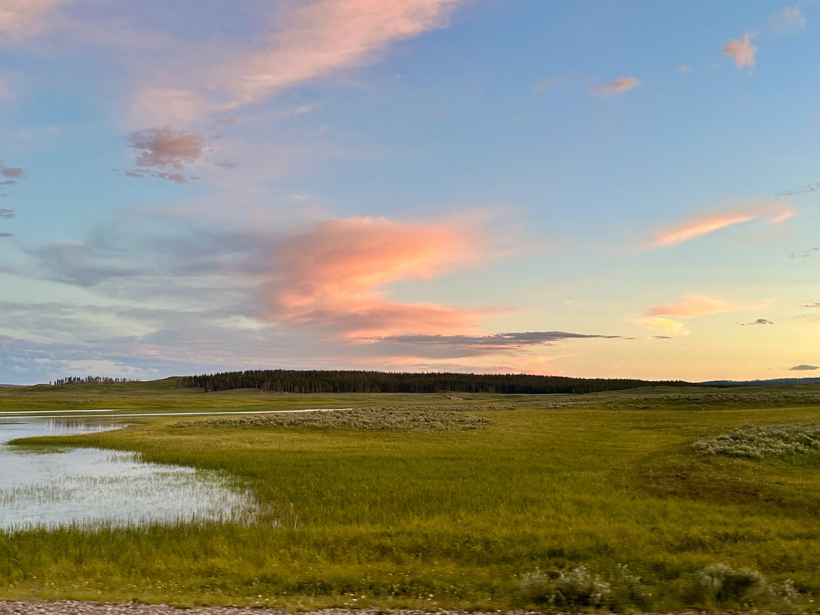 A wet meadow and treeline under soft pink and blue clouds at dusk