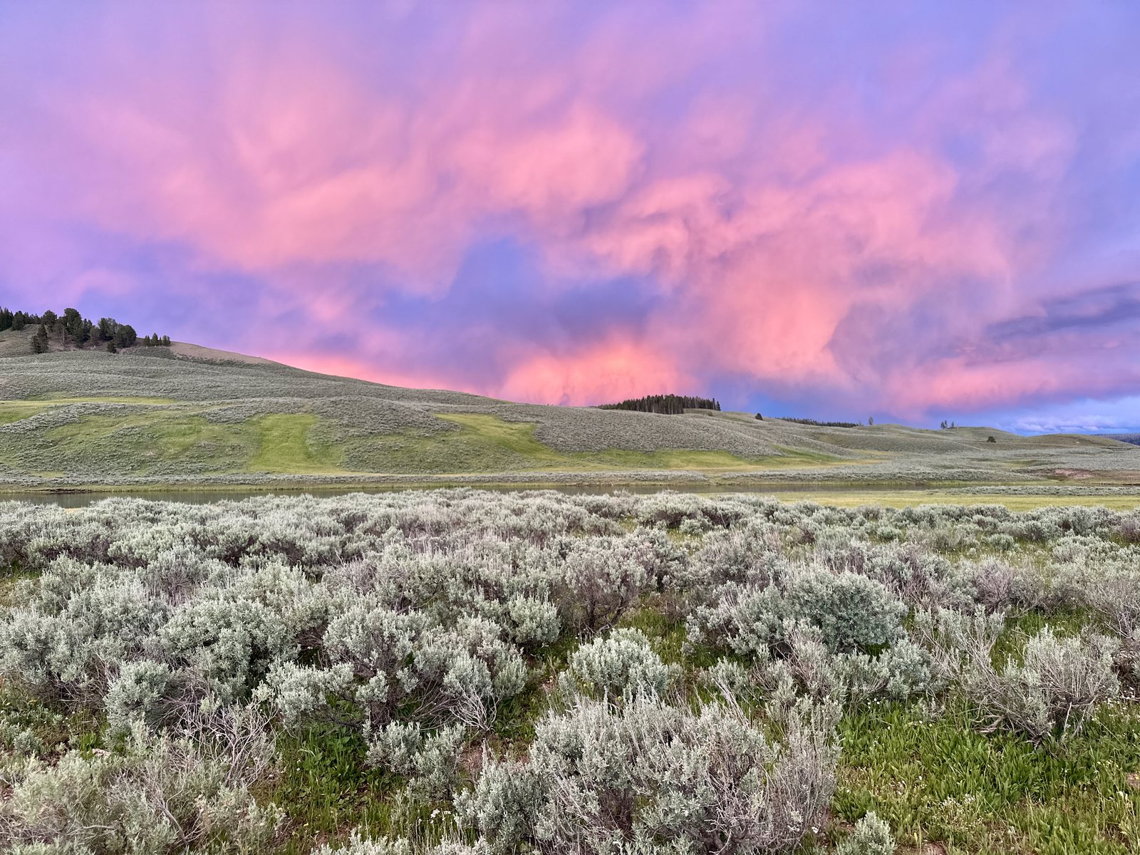 Sagebrush in the foreground below a sky of vivid pink and purple cloud